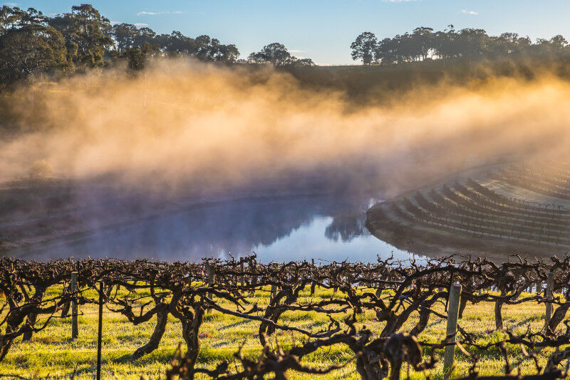 Hickinbotham Vineyards