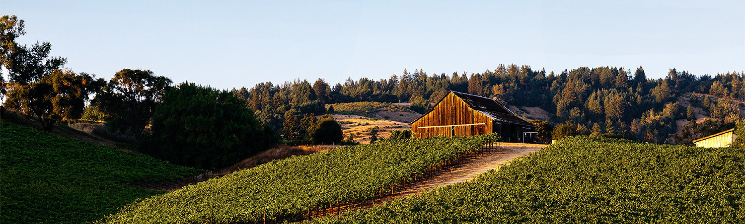 Maggy Hawk Vineyard