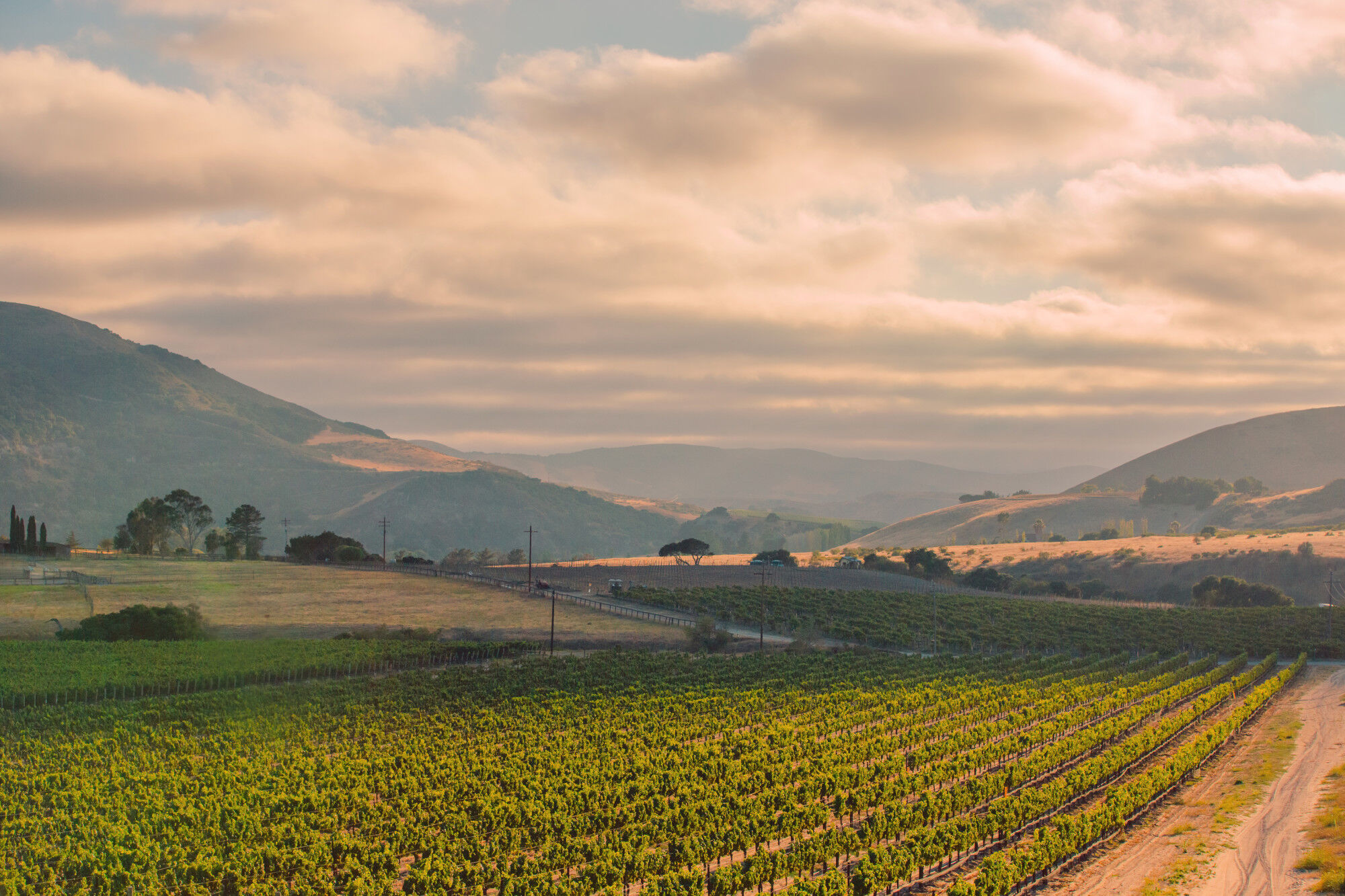 Perilune Syrah