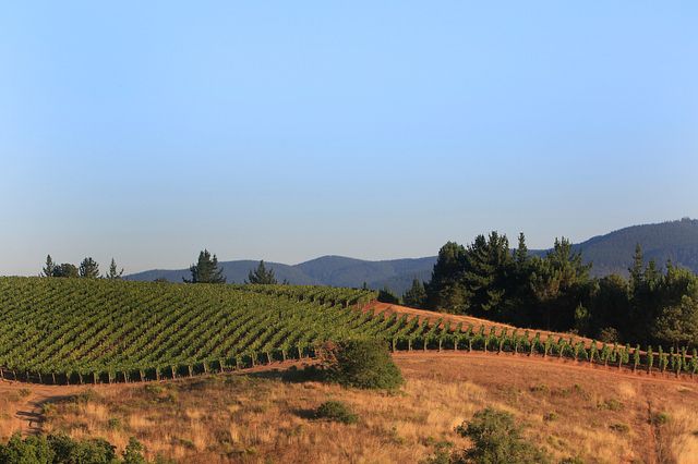 landscape of tree in vineard