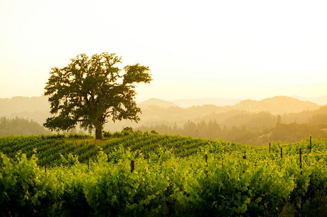 landscape of tree in vineard