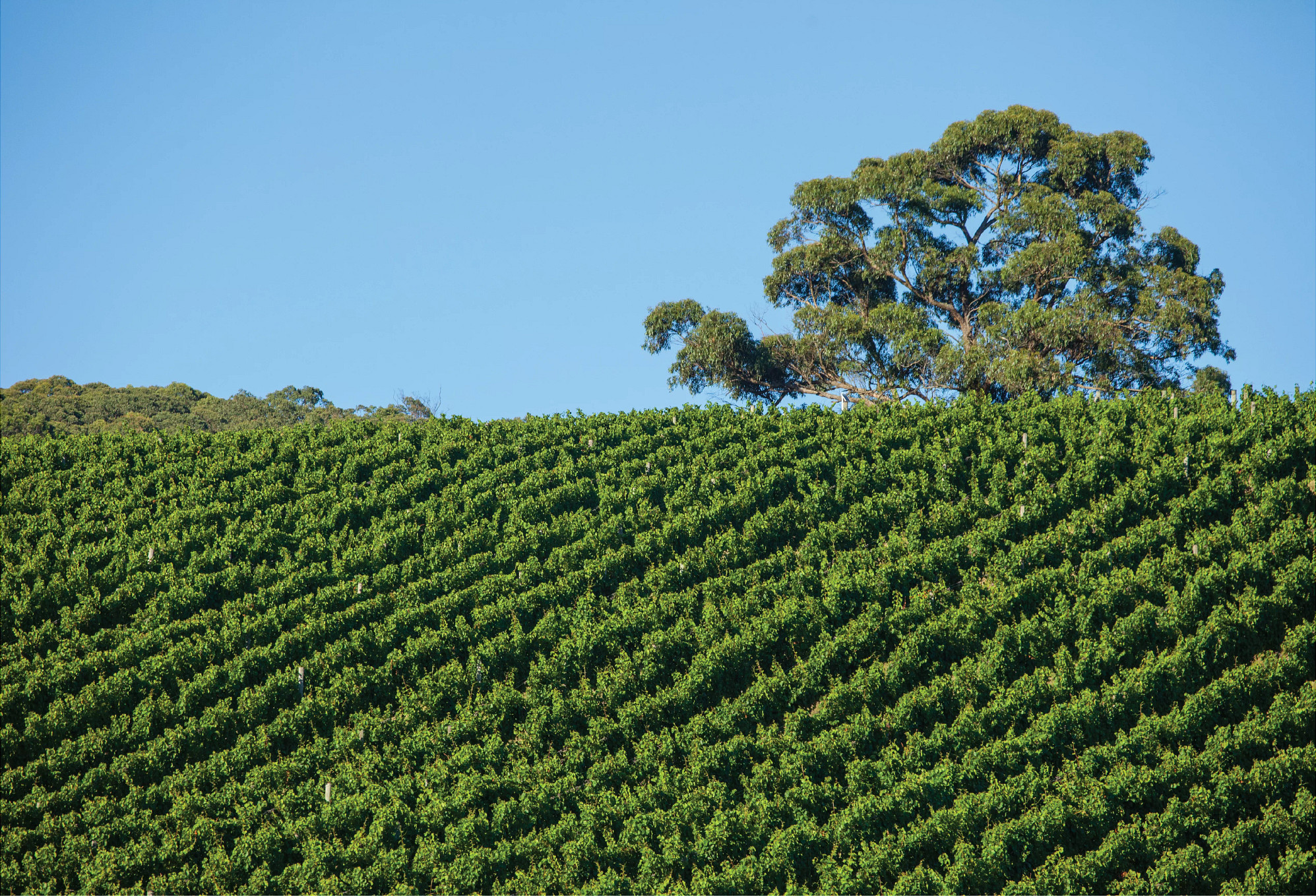 Wombat Creek Vineyard Chardonnay
