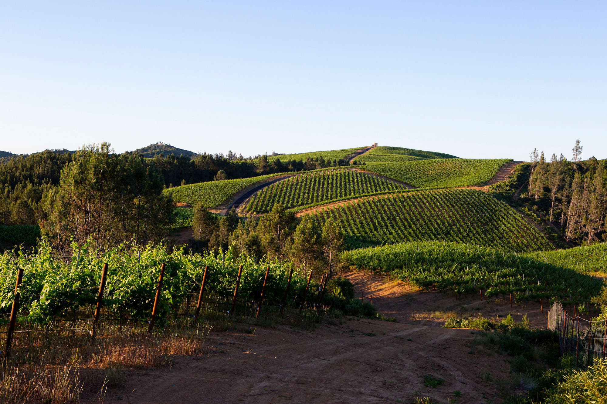 Harmonie Red Blend