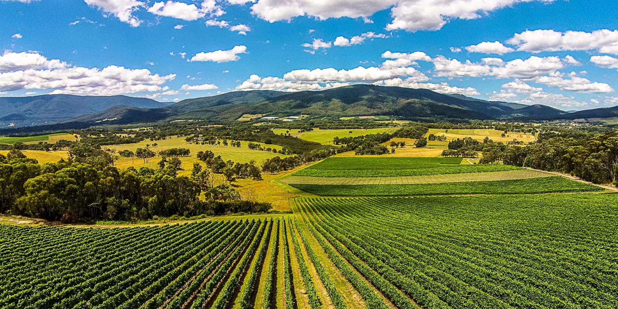 Applejack Vineyard Chardonnay