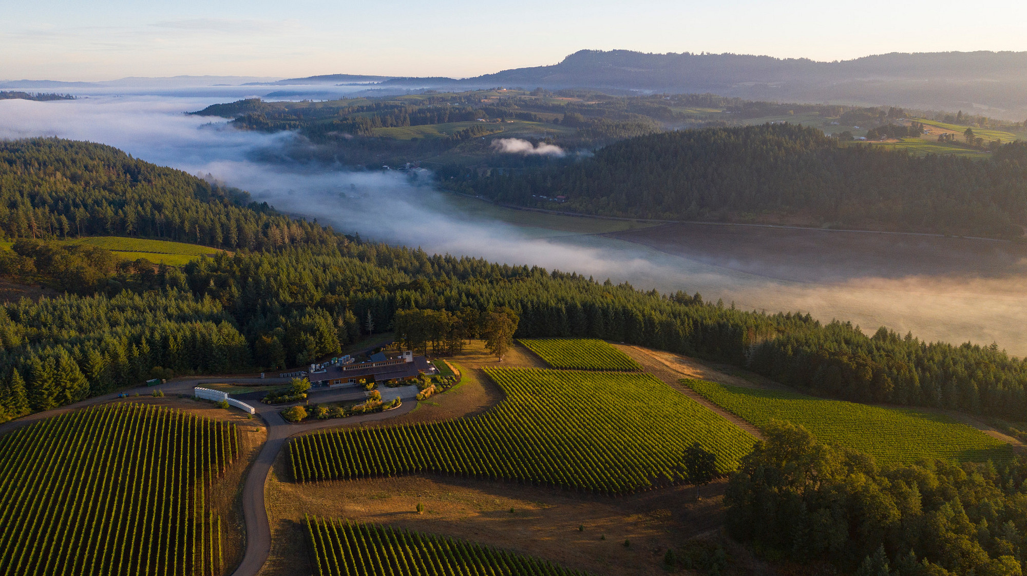 Oregon Syrah