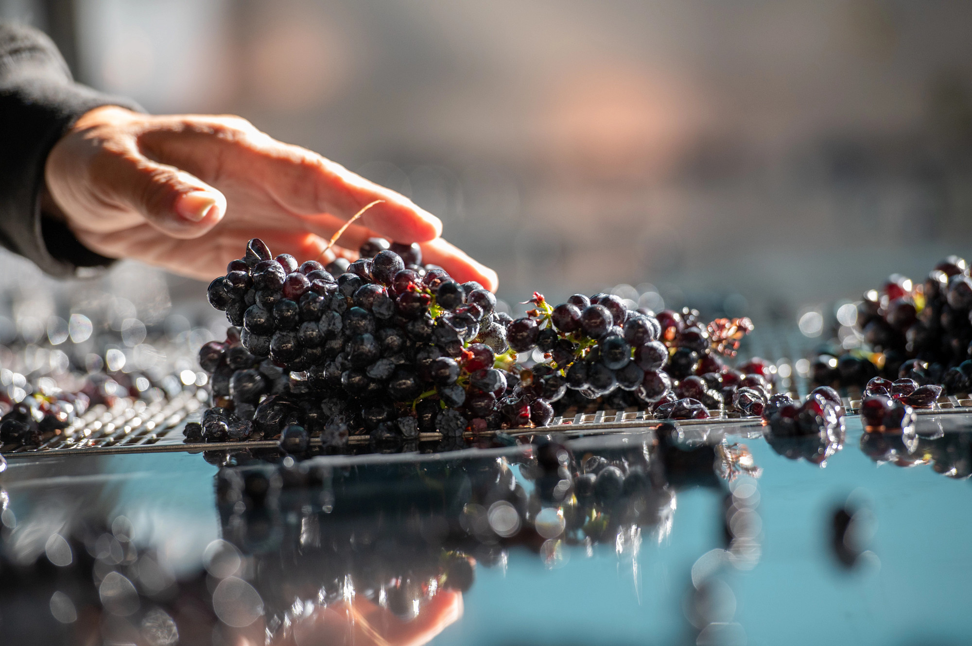Land's Edge Pinot Noir